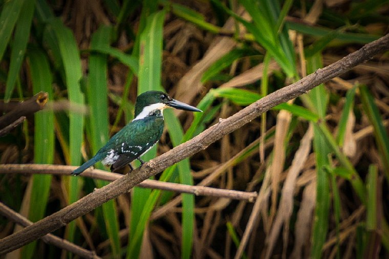 103 Tarcoles, groene ijsvogel.jpg